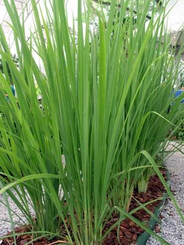 Citronella Essential Oil